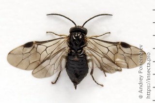 Claremontia tenuicornis