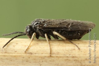 Самка  Claremontia waldheimii