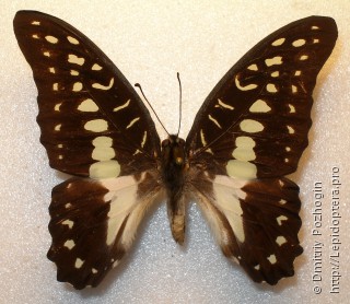 Graphium meyeri