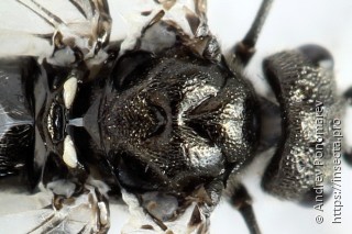 Dolerus picipes