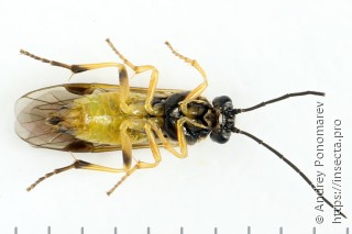 Pachynematus obductus