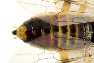 Pachynematus obductus