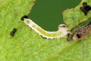 Личинка  Nematus poecilonotus