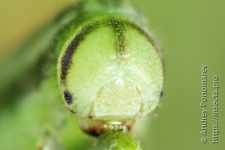 Личинка  Pachynematus scutellatus