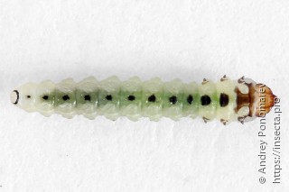 Личинка  Heterarthrus flavicollis