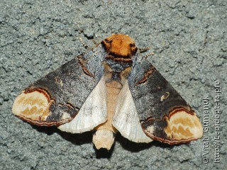 Имаго  (Phalera bucephala)