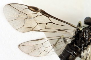 Macrophya albipuncta