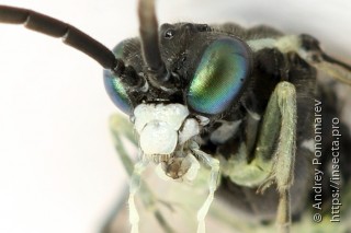 Macrophya albipuncta