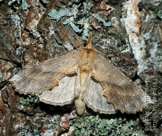 Имаго  (Pterostoma palpina)