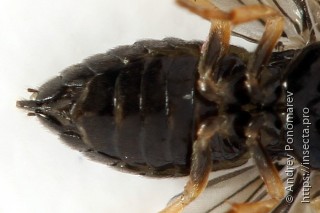 Metallus pumilus