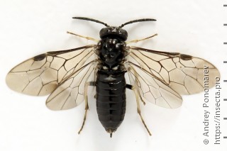 Самка  Monophadnus pallescens