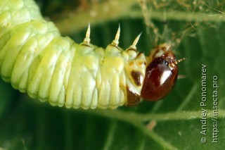 Onycholyda sertata