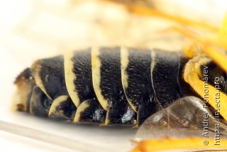 Pamphilius balteatus