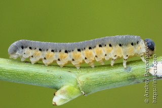 Личинка  Tenthredo brevicornis