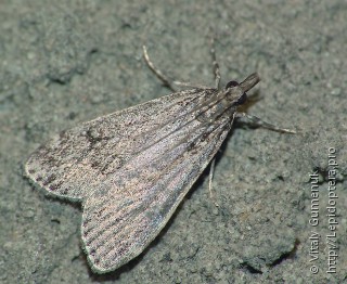 Lepidoptera