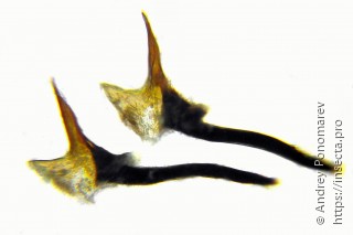 Tenthredopsis litterata