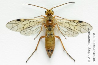 Tenthredopsis nassata