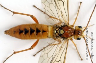 Tenthredopsis nassata