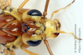 Tenthredopsis nassata