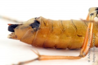 Tenthredopsis nassata