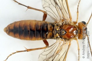 Tenthredopsis nassata