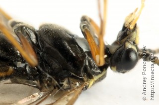 Tenthredopsis ornata