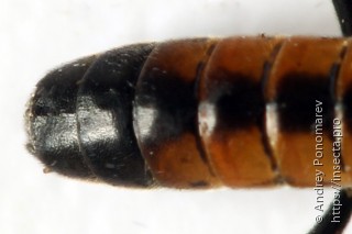 Tenthredopsis ornata