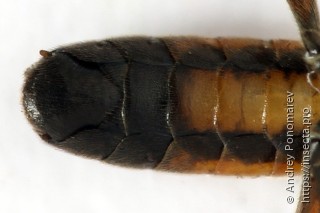 Tenthredopsis ornata