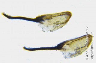 Tenthredopsis ornata