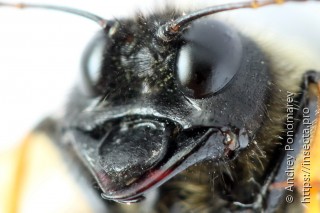 Trichiosoma aenescens