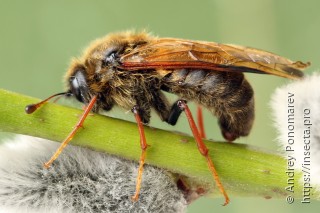 Trichiosoma lucorum