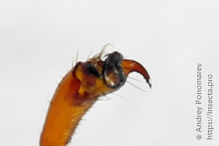 Trichiosoma lucorum