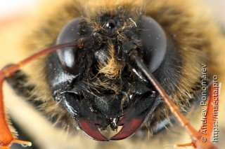 Trichiosoma lucorum