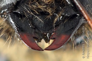 Trichiosoma lucorum