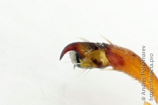 Trichiosoma lucorum