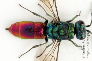 Chrysis angustula