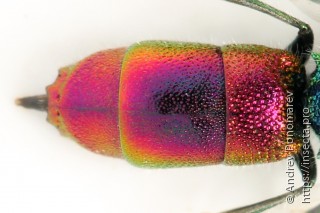 Chrysis angustula