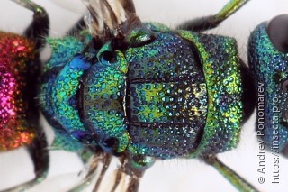 Chrysis angustula