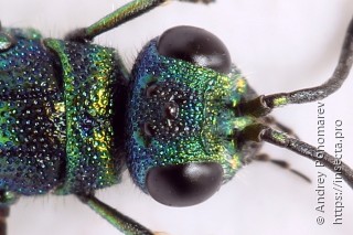 Chrysis angustula