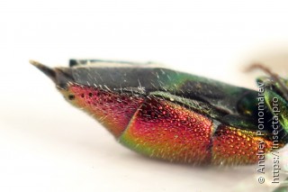 Chrysis angustula