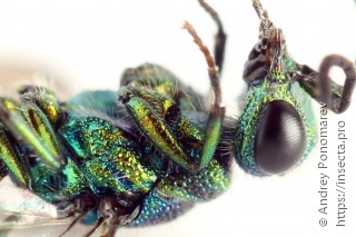 Chrysis angustula