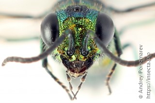 Chrysis angustula