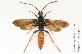 Самка  Amblyjoppa fuscipennis