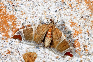 Eulithis ledereri