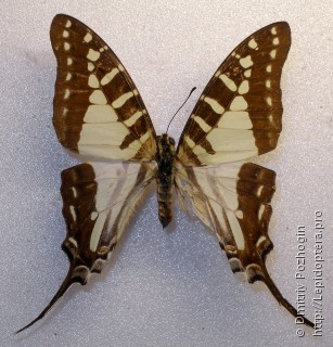 Graphium evombar