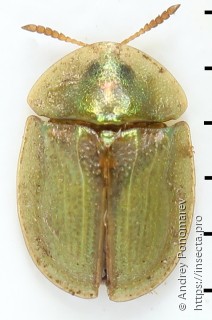 Cassida sanguinolenta