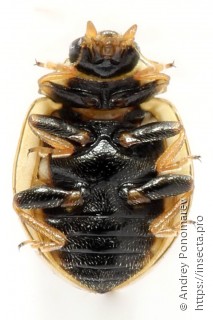 Tytthaspis sedecimpunctata