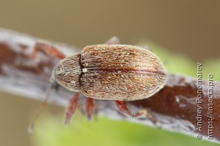 Anthonomus pinivorax