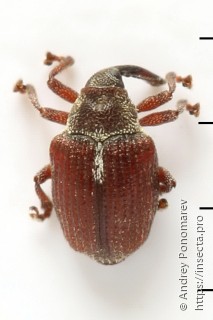 Coeliodinus rubicundus