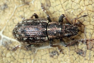 Sitona sulcifrons